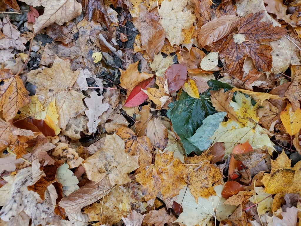 Szukaliśmy jesieni w naturze i poezji…