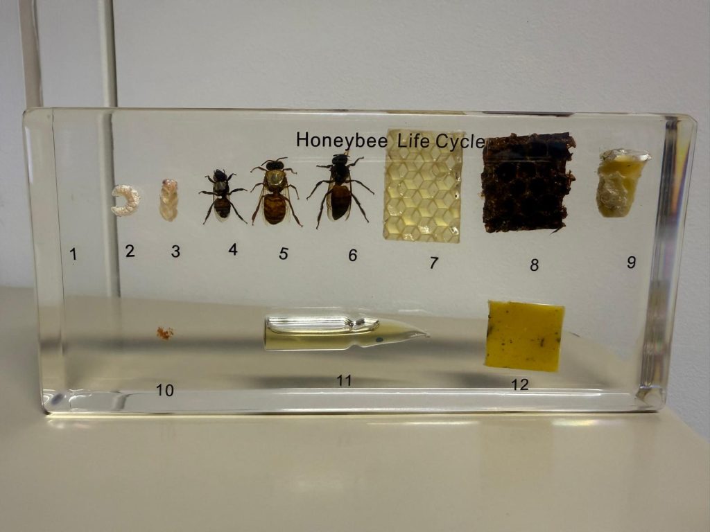 Wizyta pszczelarza w naszej szkole